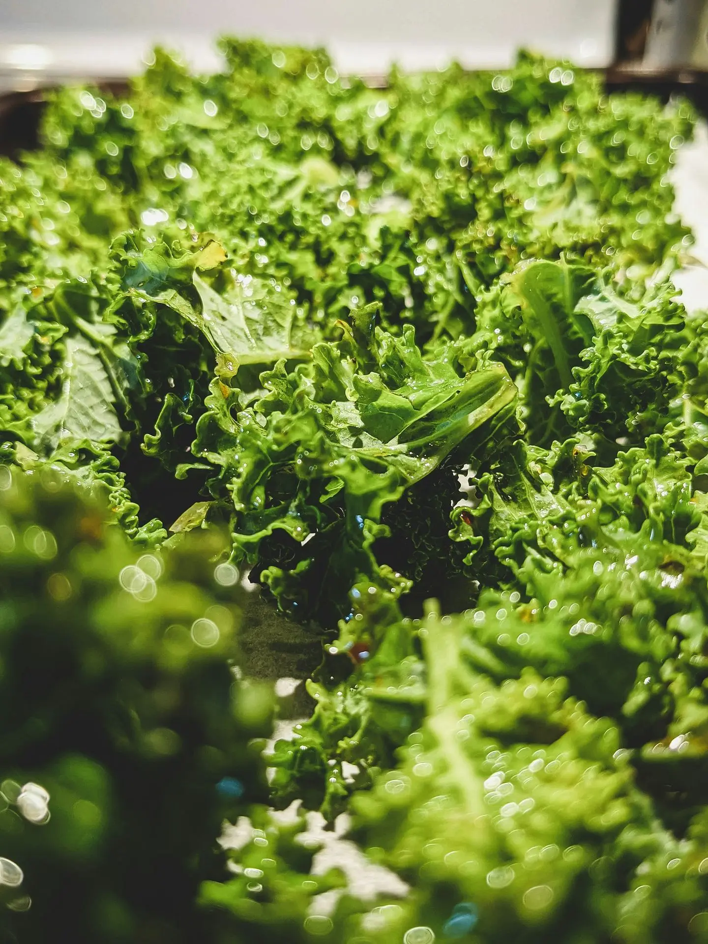 green plant in tilt shift lens
